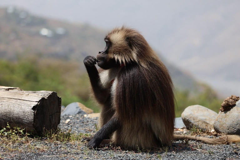 From Addis: Blue Nile Gorge, Baboons & Waterfalls
