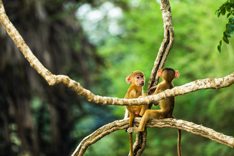 Z Zanzibaru: Safari w Selous G.R. z noclegiem i lotemwspólne safari