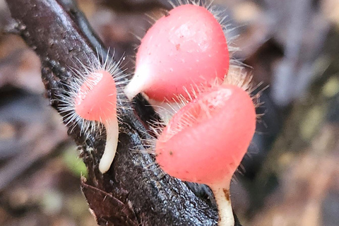 Whitsundays: Bushwalk Eco Adventure & 50s Diner Experience