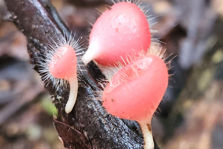 Whitsundays: Bushwalk Eco Adventure & 50s Diner Experience