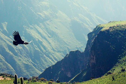 From Arequipa, visit the Colca Canyon and end in Puno.