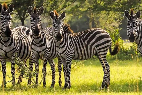 坎帕拉：Mburo湖、Bunyonyi湖和大猩猩徒步之旅（3天）坎帕拉：姆布罗湖、布尼奥尼湖和大猩猩徒步之旅（3 天）