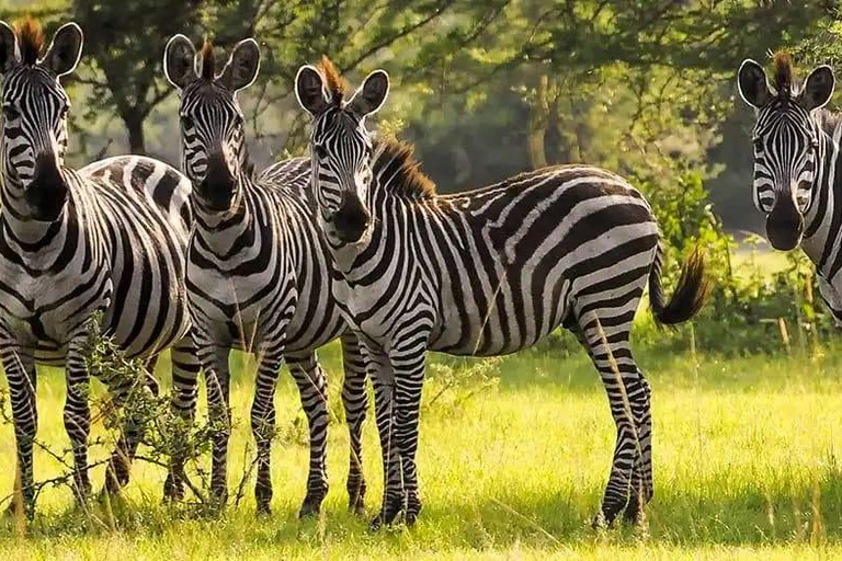 坎帕拉：Mburo湖、Bunyonyi湖和大猩猩徒步之旅（3天）坎帕拉：姆布罗湖、布尼奥尼湖和大猩猩徒步之旅（3 天）