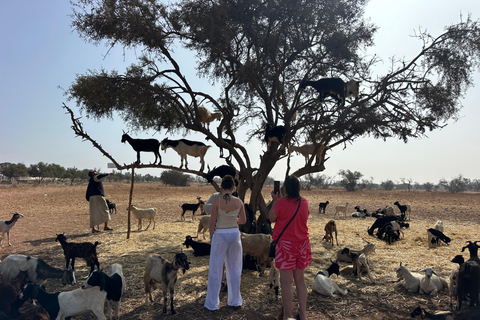 Agadir: Goats on Trees & Crocoparc Tour Goats on Trees & Crocoparc – Entry Ticket Included