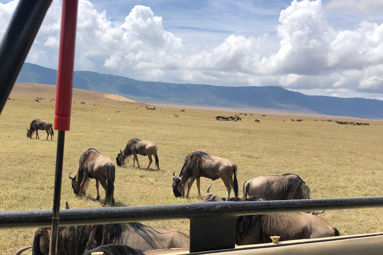 LOCATION : Safari de 3 jours dans les parcs nationaux de Mikumi et de Ruaha