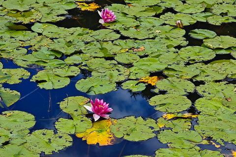 Füssen to Neuschwanstein Castle - Guided Scenic Tour From Munich: Füssen to Neuschwanstein - Guided Scenic Tour