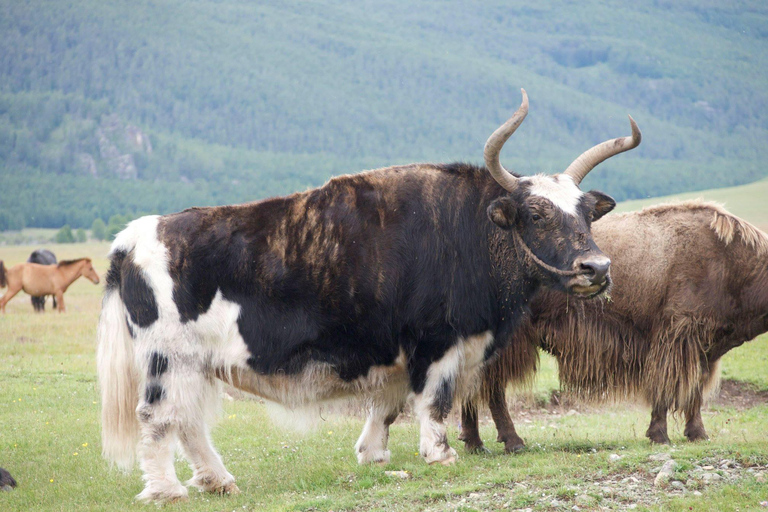 3-Day Tour with Horse Trekking in Terelj National Park
