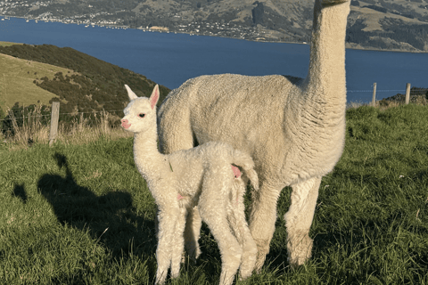 Canterbury: Shamarra Alpacas Farm Tour