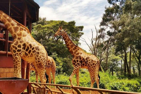 Nairobi:Day tour to Giraffe Center and Karen Blixen Museum