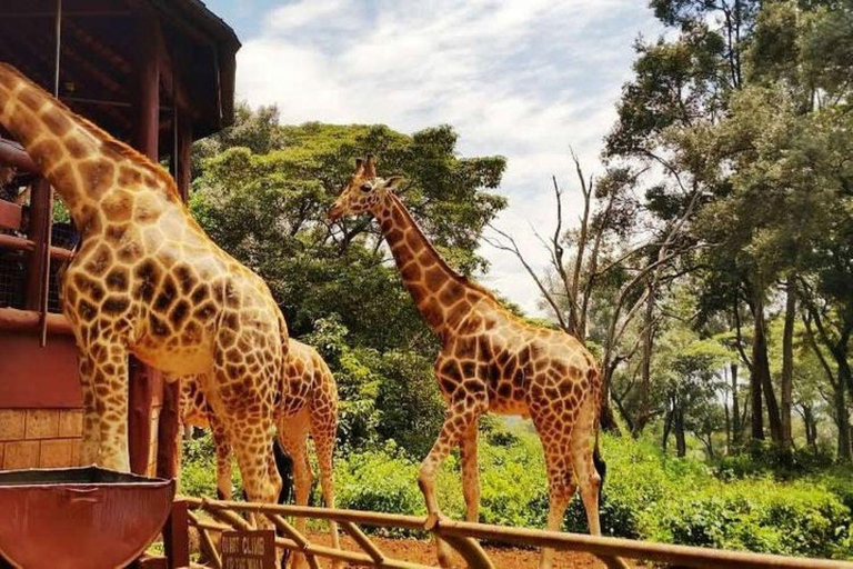 Nairobi:Day tour to Giraffe Center and Karen Blixen Museum