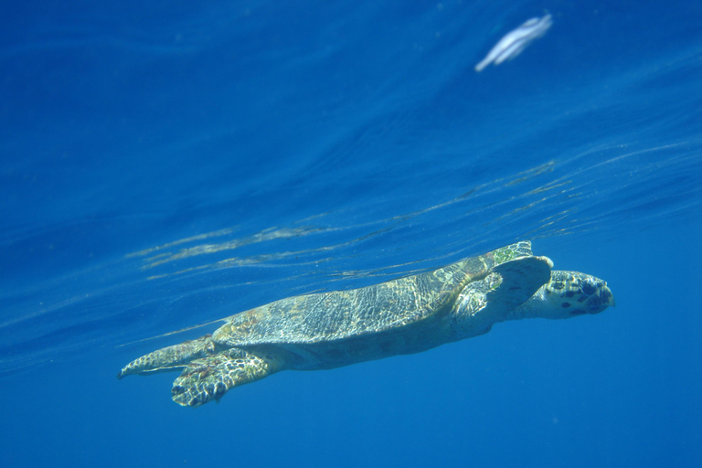 Hurghada: All-Inclusive Elite VIP Dolphin House & Massage Including Transfer from Hurghada