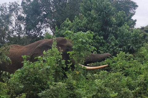 Premium-Luxus-Safari-Erlebnis in Tansania: Entdecke in 4 Tagen