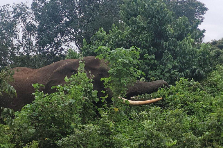 Premium-Luxus-Safari-Erlebnis in Tansania: Entdecke in 4 Tagen