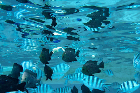 Zanzibar: Mnemba eiland privé dhow cruise met lunch