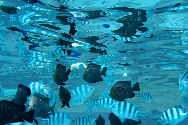 Zanzibar: Mnemba eiland privé dhow cruise met lunch