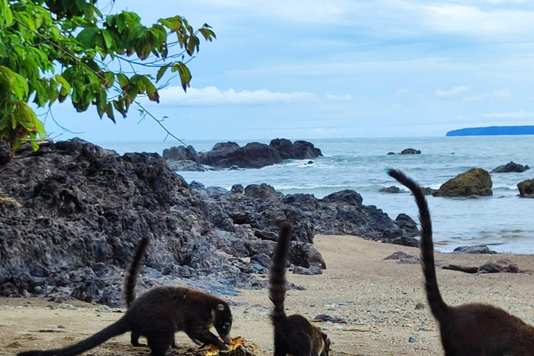 HIKING TOUR CORCOVADO AND LUNCHHIKING TOUR CORCOVADO