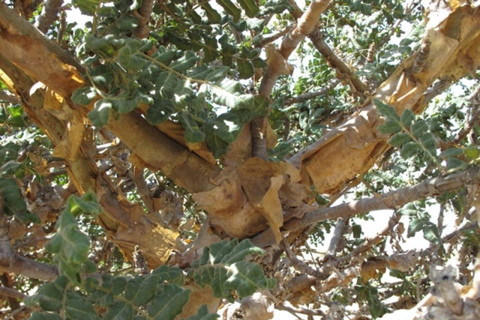 Excursion privée d'une journée de Salalah à Rub Al Khali