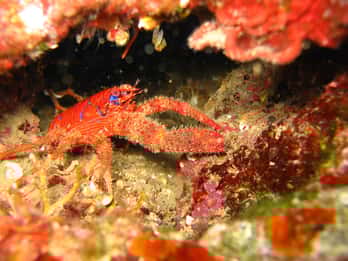 Krk: 2 Boat dives for certified divers - day trip