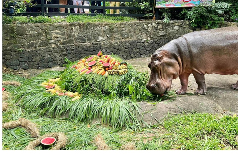 Moo Deng zien in Khao Kheow Open Zoo