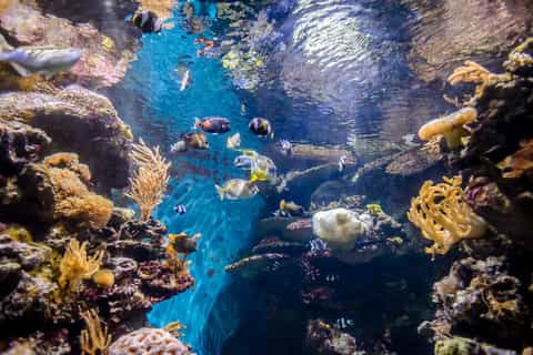 Barcelona Aquarium: Skip-the-Line Admission Ticket