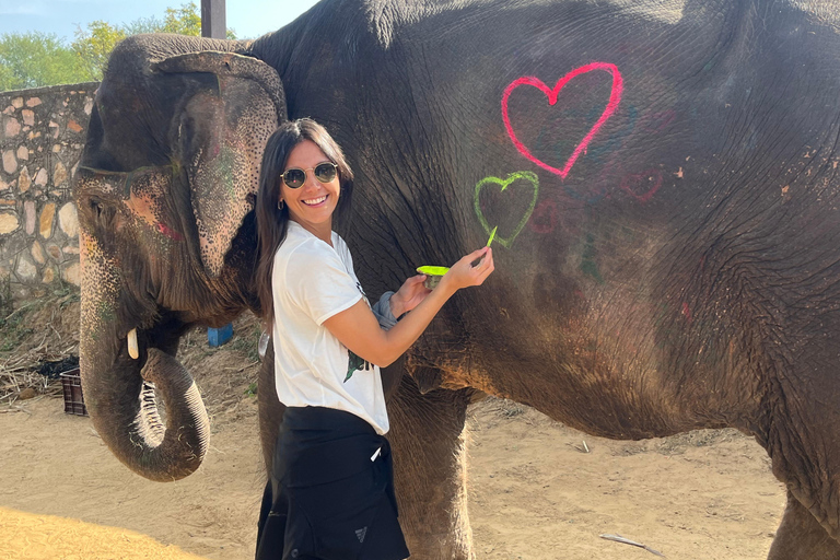 Elefun: o melhor santuário de elefantes em Jaipur