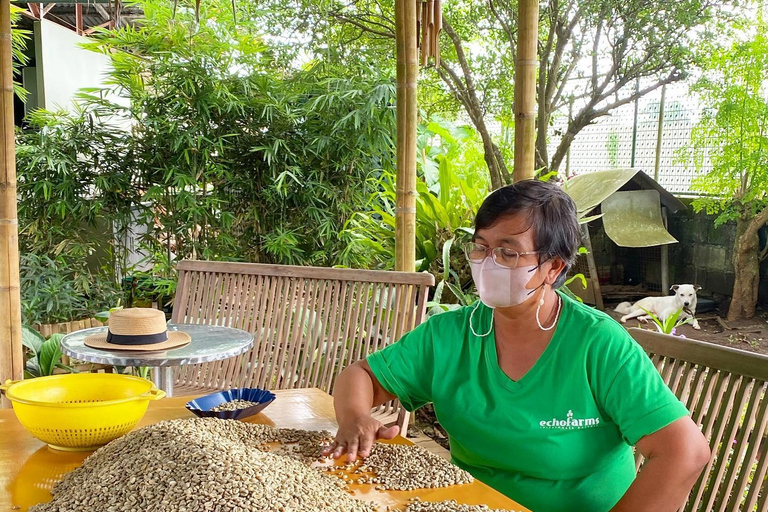 TAGAYTAY :Coffee Experience Amadeo Farm Tour & Tasting