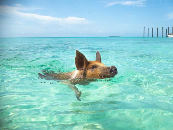 Nassau: Rose Island Swimming Pigs Morning Tour | GetYourGuide