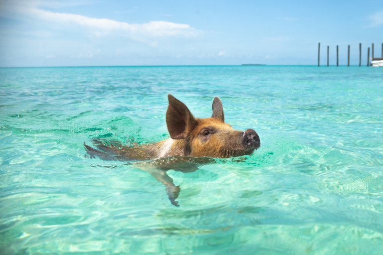 Swimming Pigs Encounter - Pigs can’t fly, but they do swim!