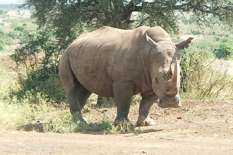 Nairobi nationalpark safari