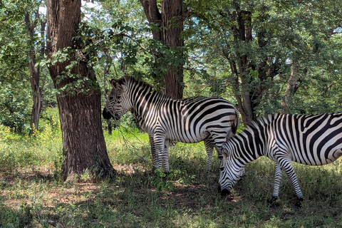 From Livingstone: Chobe National Park safari & Cruise