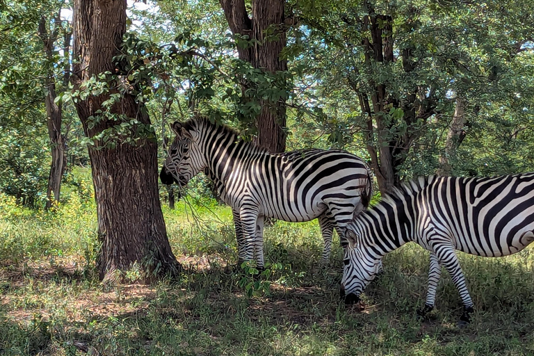 From Livingstone: Chobe National Park safari & Cruise