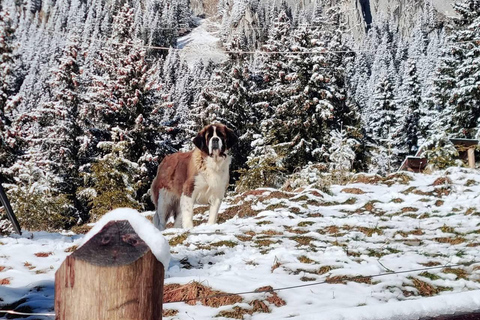 Brașov: Curmătura Chalet, adventure with Mountain Guide