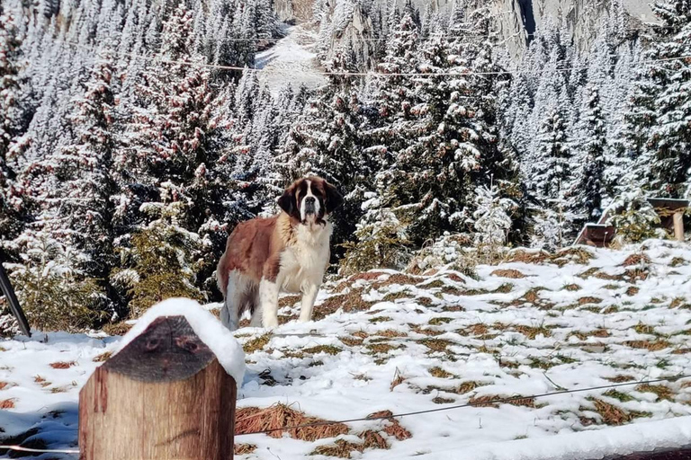 Brașov: Curmătura Chalet, adventure with Mountain Guide