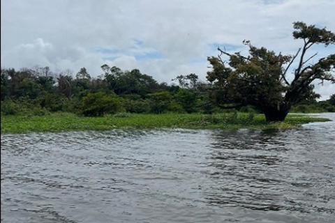 Jari Canal and Flavors of Vitória-Régia: Amazon River Experience