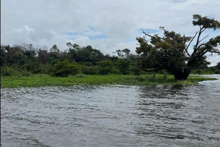 Jari Canal and Flavors of Vitória-Régia: Amazon River Experience