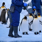 Hokkaido 3-Day Tour: Animals And Natural Wonders Hokkaido 3-Day Tour: Animals And Natural Wonders