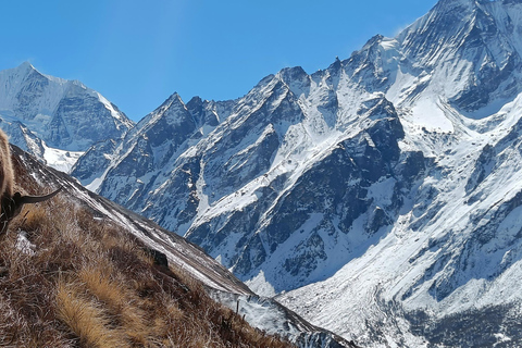 10-D Langtang Trek: Scenic Trails, Glaciers & Mountain Views 10-D Langtang: Scenic Trails, Glaciers & Mountain View (New)