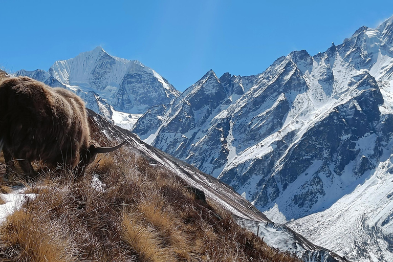 10-D Langtang Trek: Scenic Trails, Glaciers & Mountain Views 10-D Langtang: Scenic Trails, Glaciers & Mountain View (New)