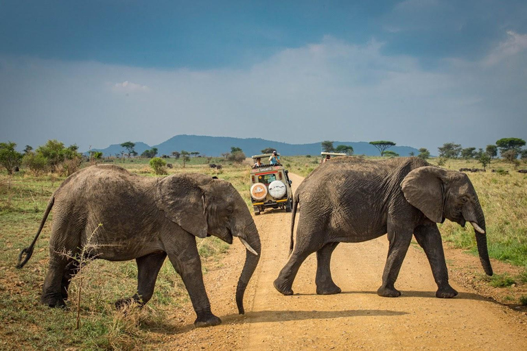 Tansania: 2 Tage Safari Tarangire & Ngorongoro Krater