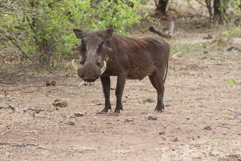 Victoria Falls: Safari game drive tour 3 hours