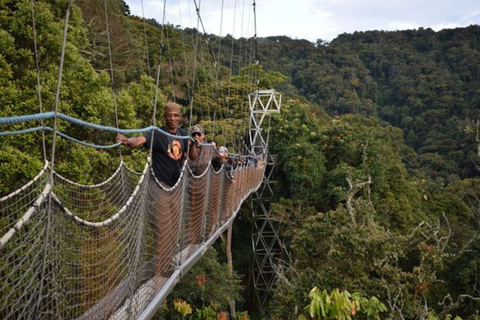 From Kigali: 2-Day Nyungwe Chimpanzee Trek, Canopy & Zipline