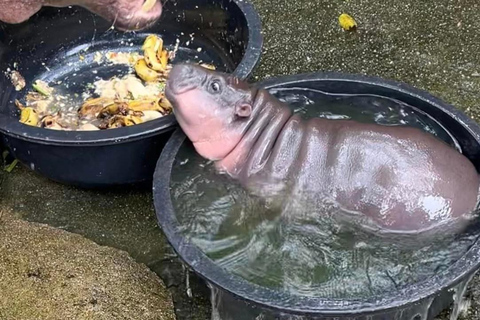 Moo Deng im offenen Zoo von Khao Kheow sehen