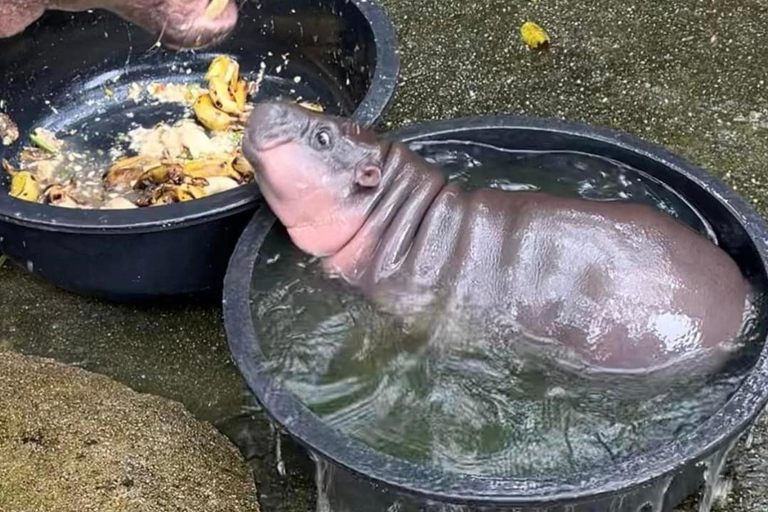 Moo Deng im offenen Zoo von Khao Kheow sehen