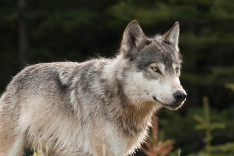 Banff: Twilight Wildlife-Alpine Lakes: Private Sunset Safari Group of 1-2 persons