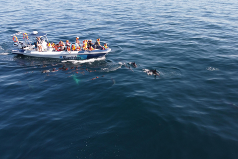 Combo: Benagil & Dolphins Boat Tour w/ Marine Biologists