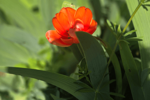 Paris : visite à pied sur les traces de Van Gogh à Auvergne-Sur-SoiseParis : visite à pied sur les traces de Van Gogh à Auvergne-sur-Soise