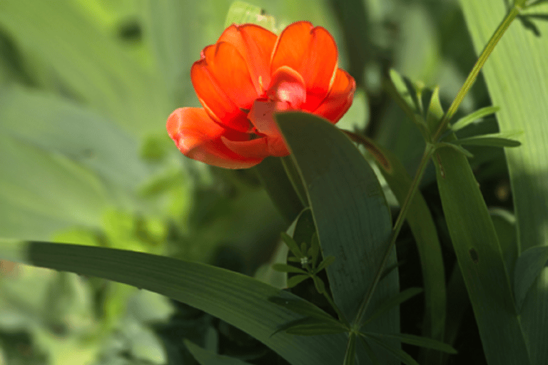 Paris : visite à pied sur les traces de Van Gogh à Auvergne-Sur-SoiseParis : visite à pied sur les traces de Van Gogh à Auvergne-sur-Soise