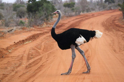 3 dias no Parque Tsavo West a partir de Nairobi