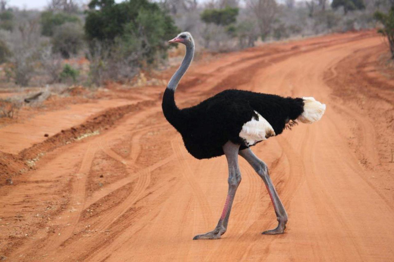 3 dias no Parque Tsavo West a partir de Nairobi