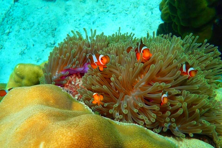 Ko Lanta: Viagem de 1 dia com snorkel para Phi Phi e Ilhas de Bambu